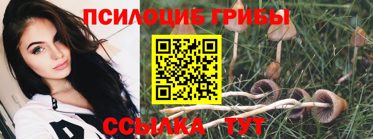 Псилоцибиновые грибы Psilocybe Кыштым
